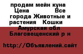 продам мейн куна › Цена ­ 15 000 - Все города Животные и растения » Кошки   . Амурская обл.,Благовещенский р-н